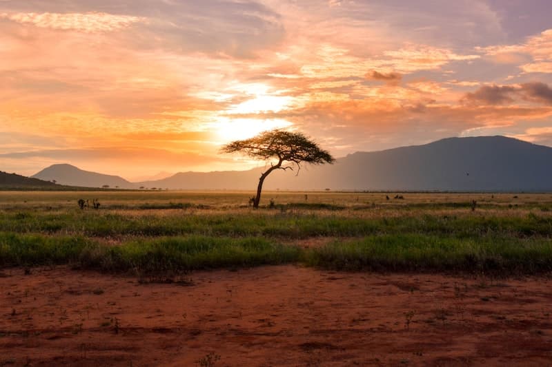 Acacia tree on the Kenyan savanna at sunset